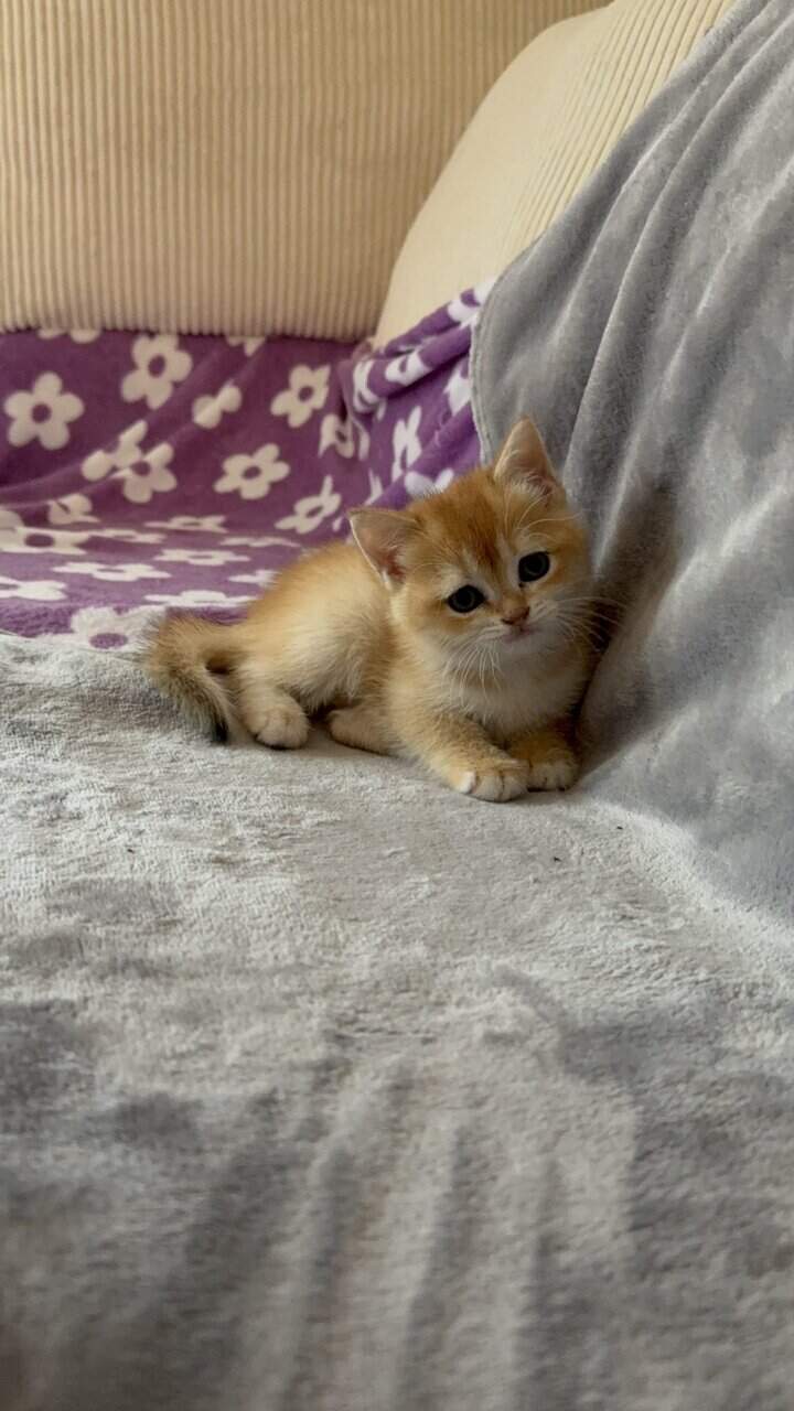 Scottish fold image 12