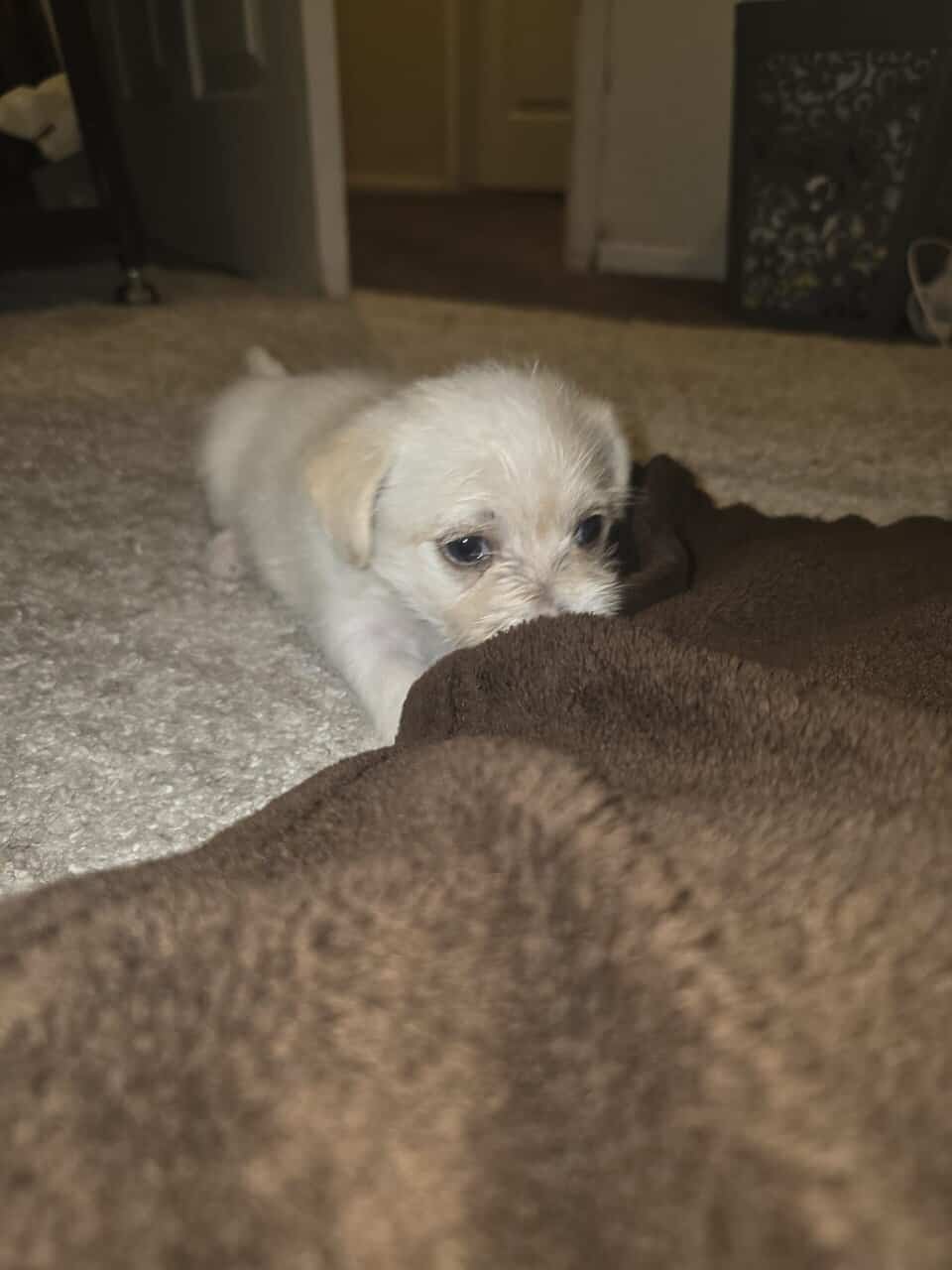Maltipoo mix image 3