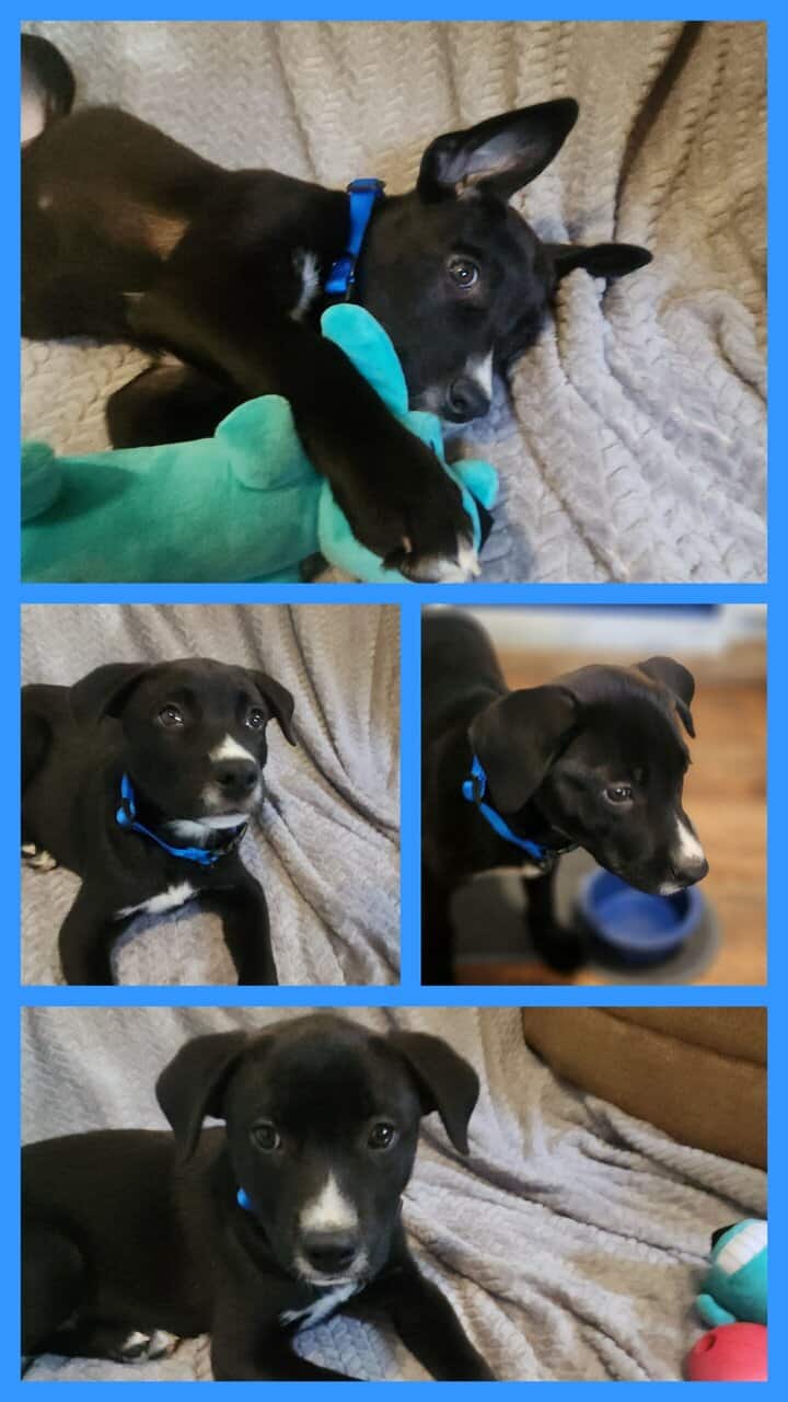 Duke Pitsky image 6
