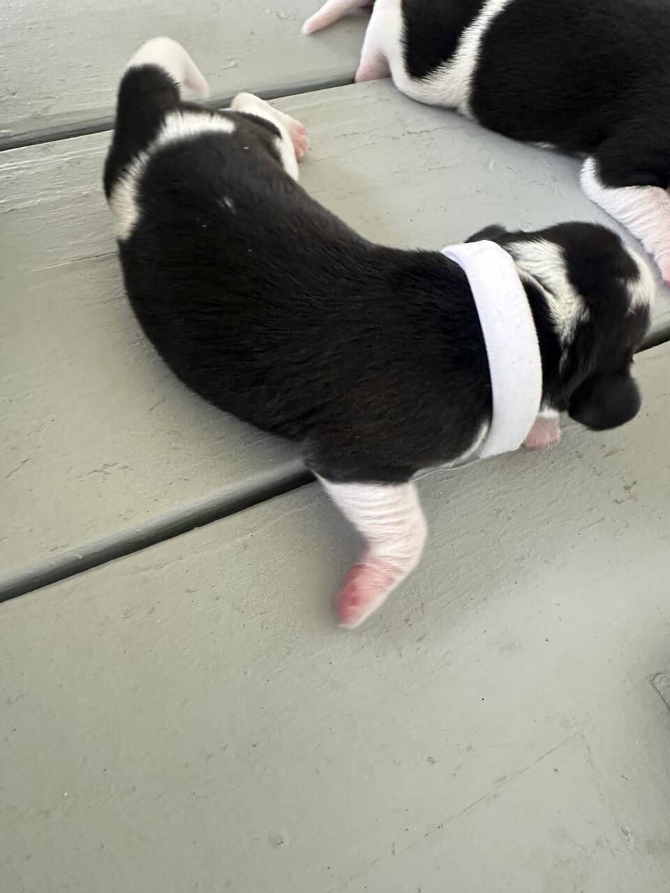 Pure Bred Beagle Puppies image 20