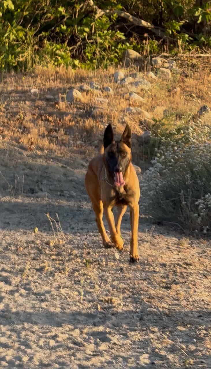 German shepherd Belgian malinois puppies for sale image 14