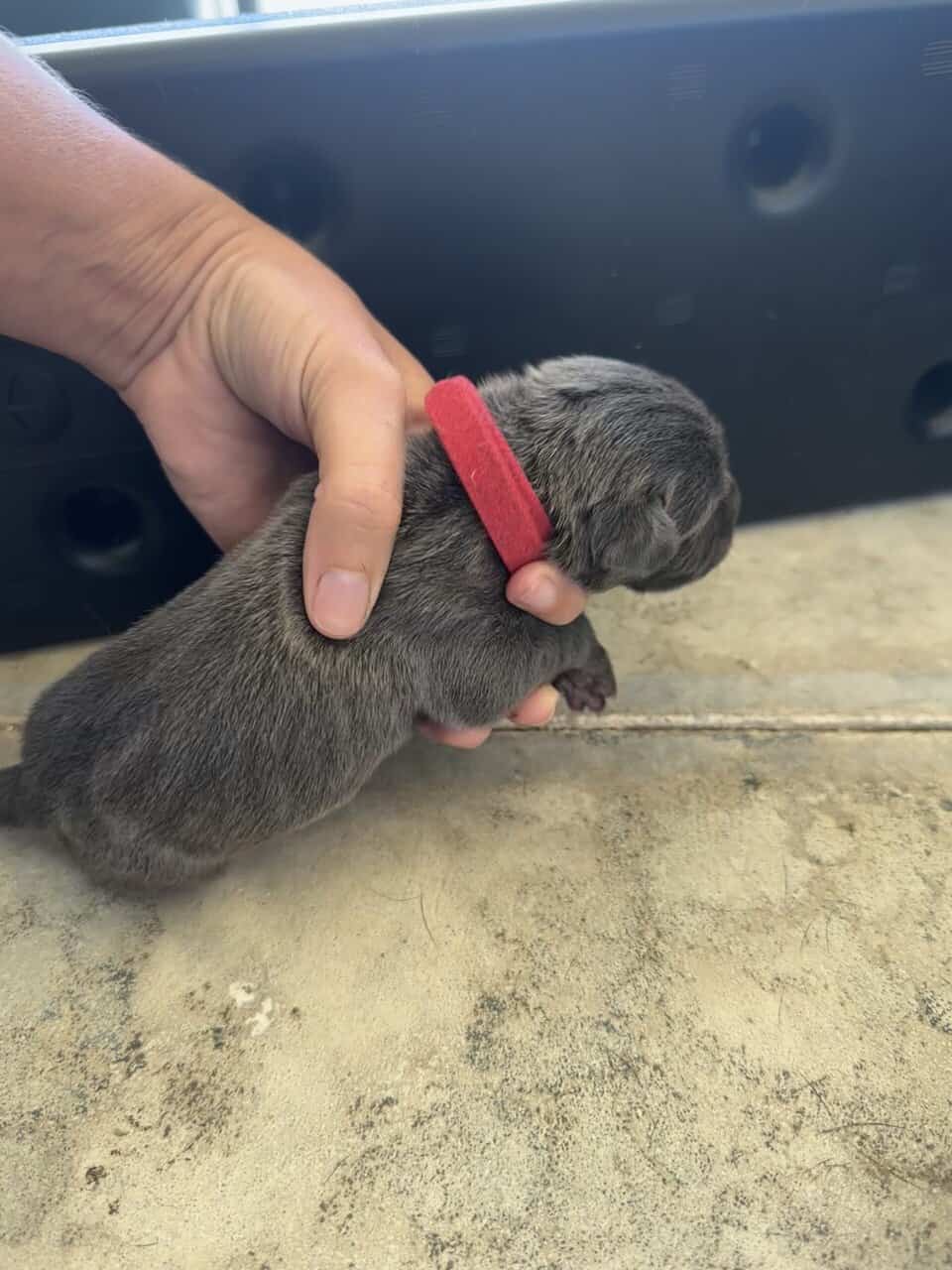 Cane Corso Mix image 4