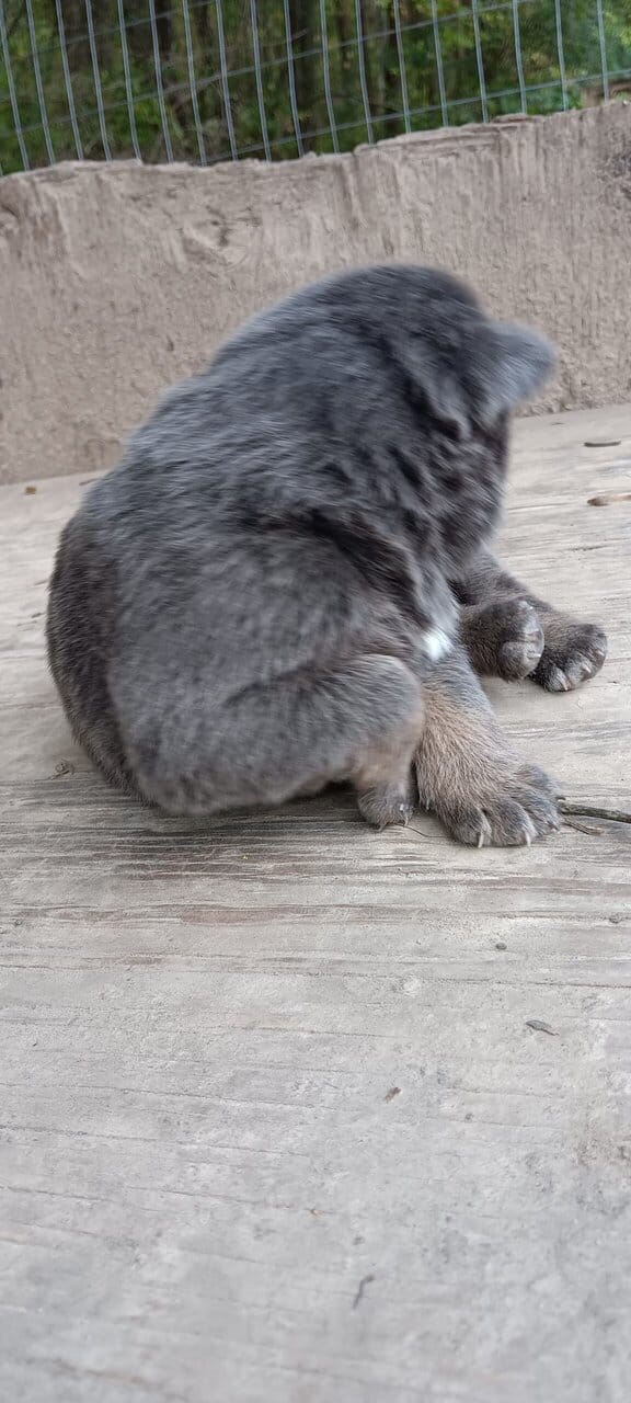 German Shepherd puppies image 7