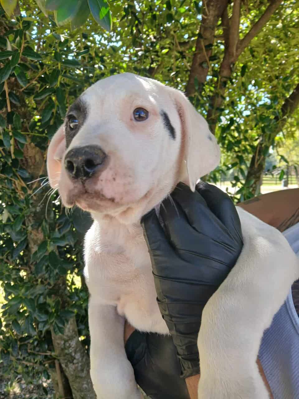 Hulk, American Pit Bull Terrier Puppy image 2