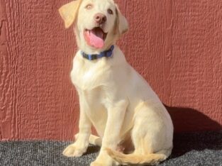 AKC Yellow/Champagne Labrador Puppies