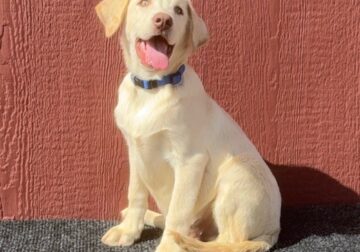 AKC Yellow/Champagne Labrador Puppies