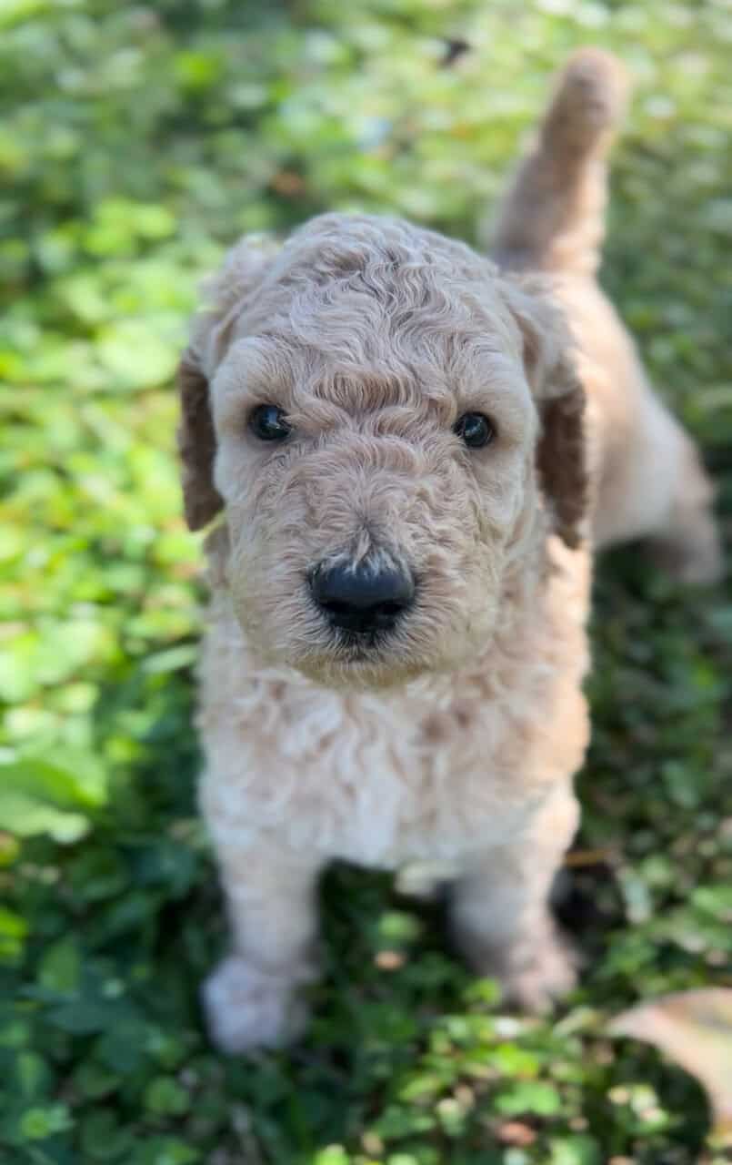 Labradoodle F1b puppies image 2