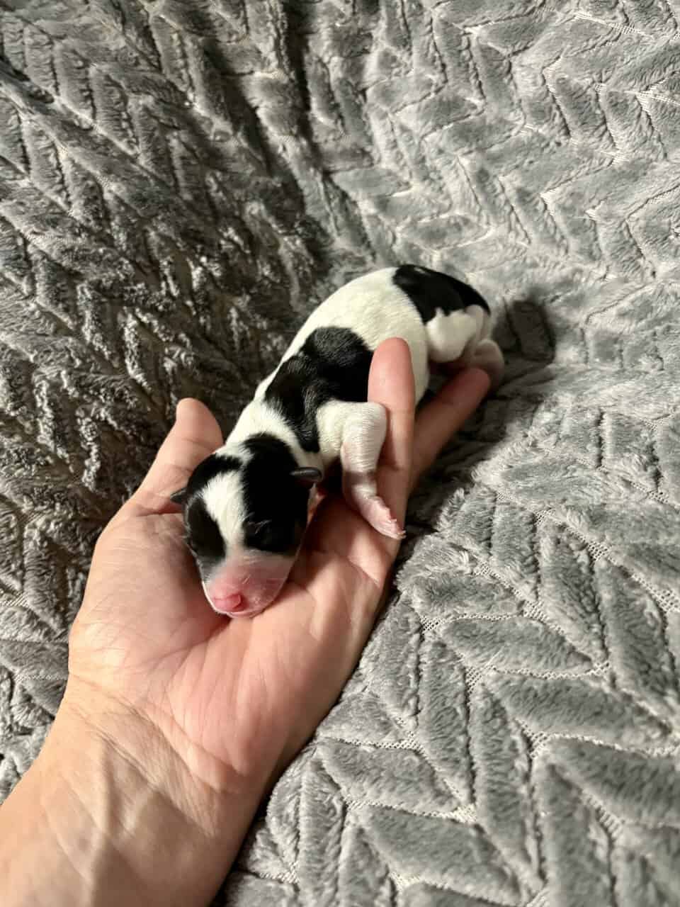 Rat terrier pups image 4