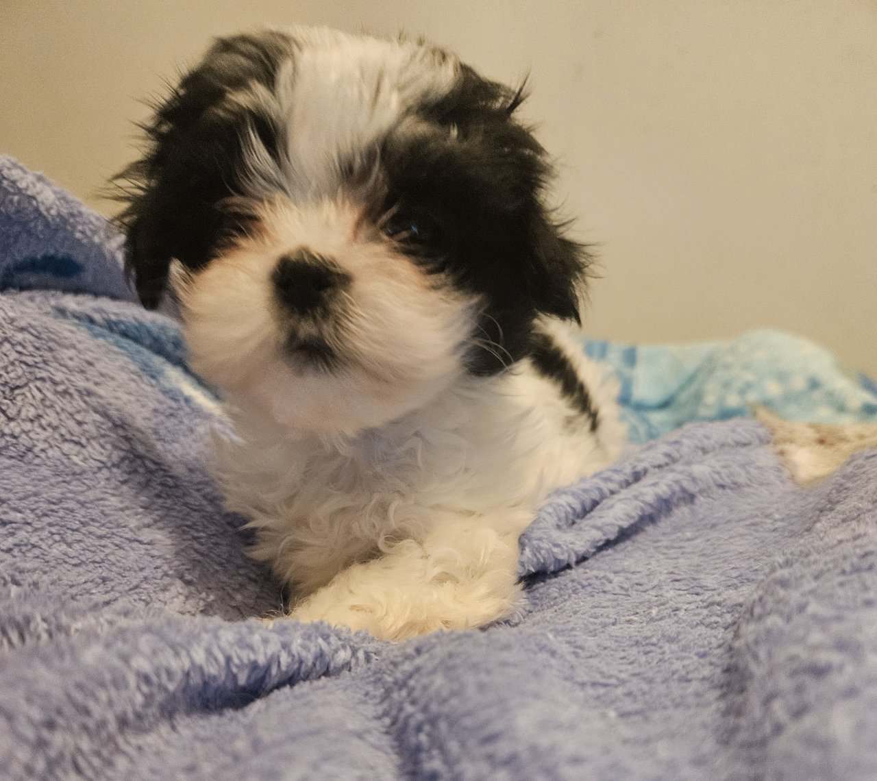 Shih tzu/ Malshi mix image 2