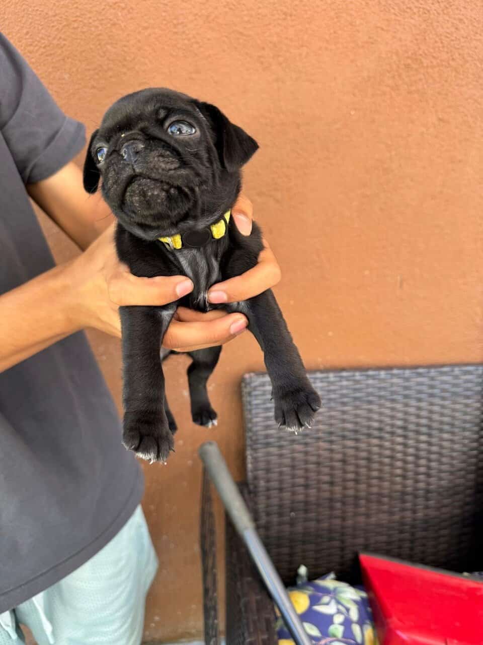 4 pug puppies image 8