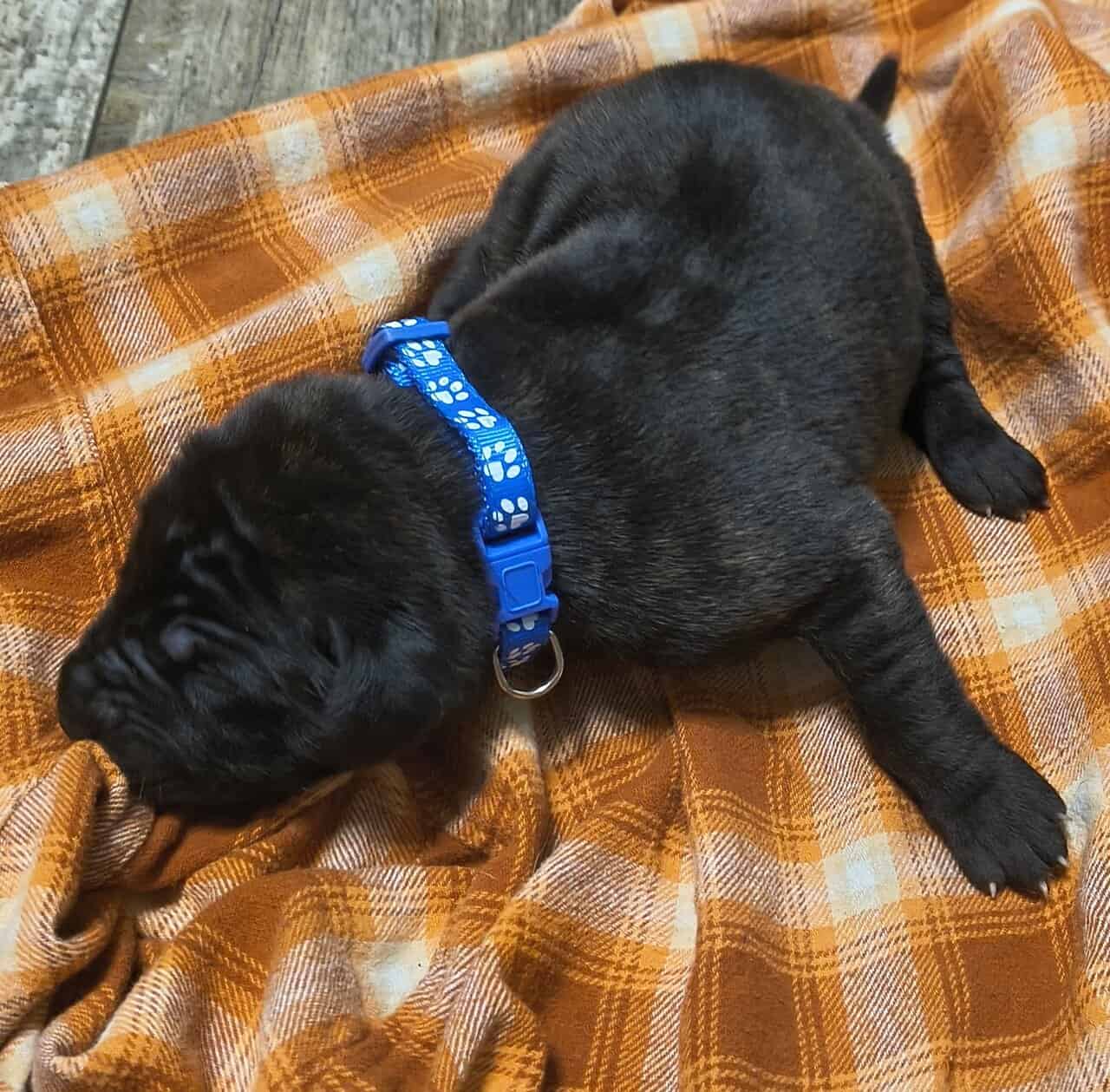 English Mastiff Puppies image 6