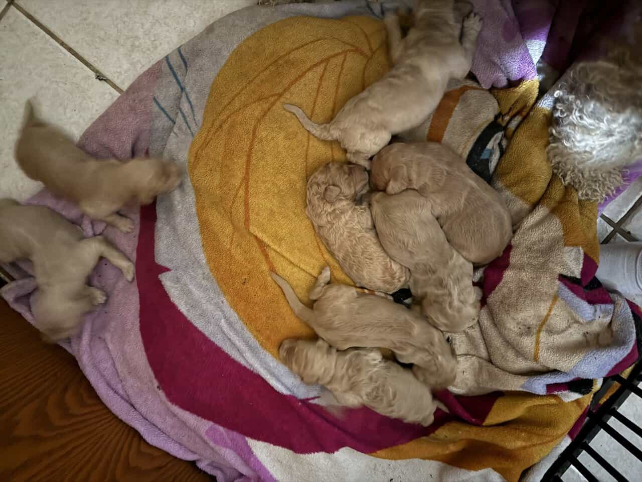 Goldendoodle puppies image 6