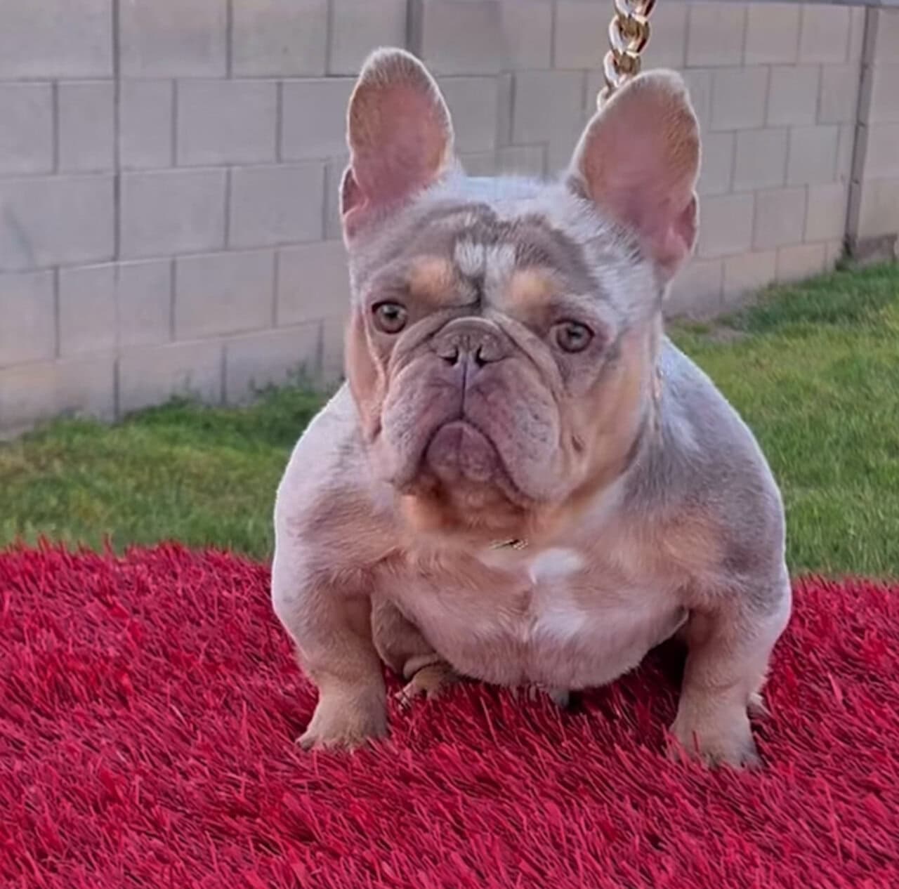 French bulldog image 2