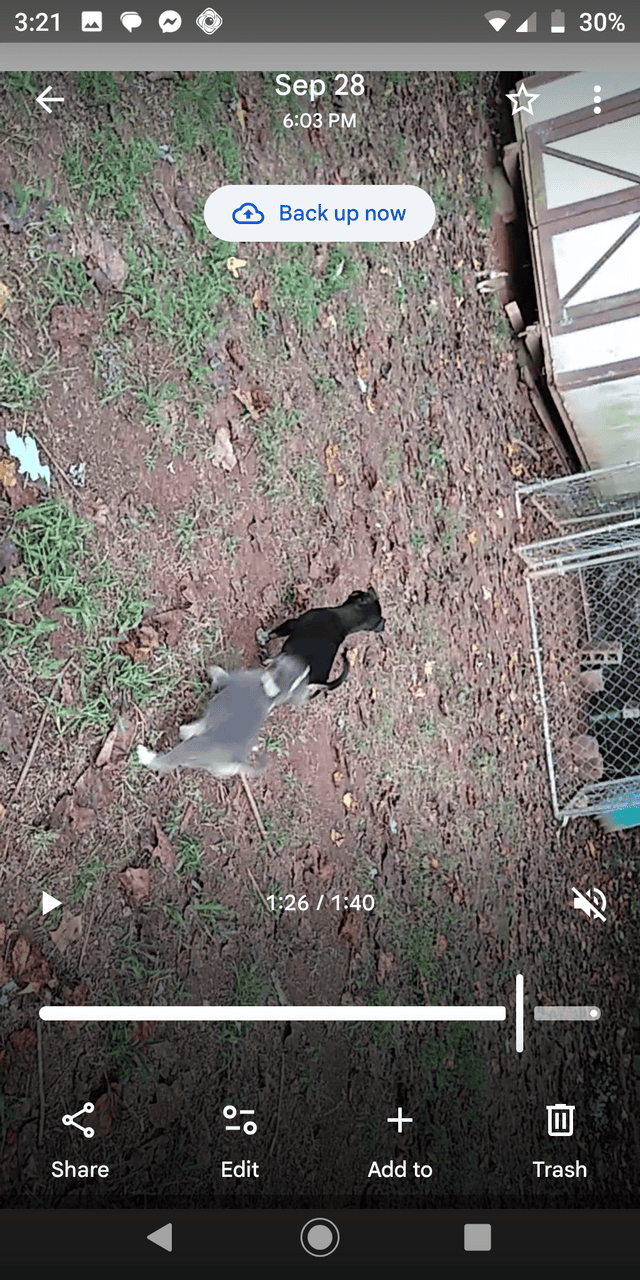 Pitbull/Husky Puppies image 4
