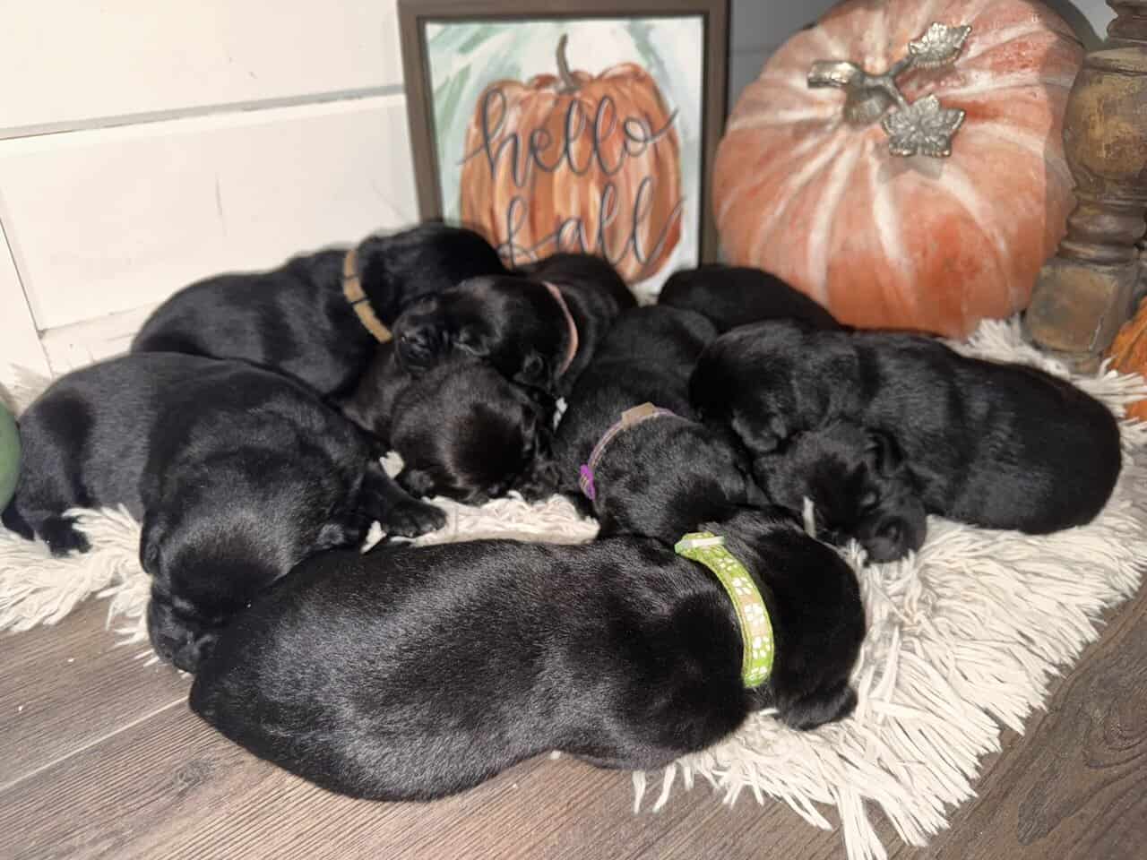 Black lab puppies available November 13th image 2