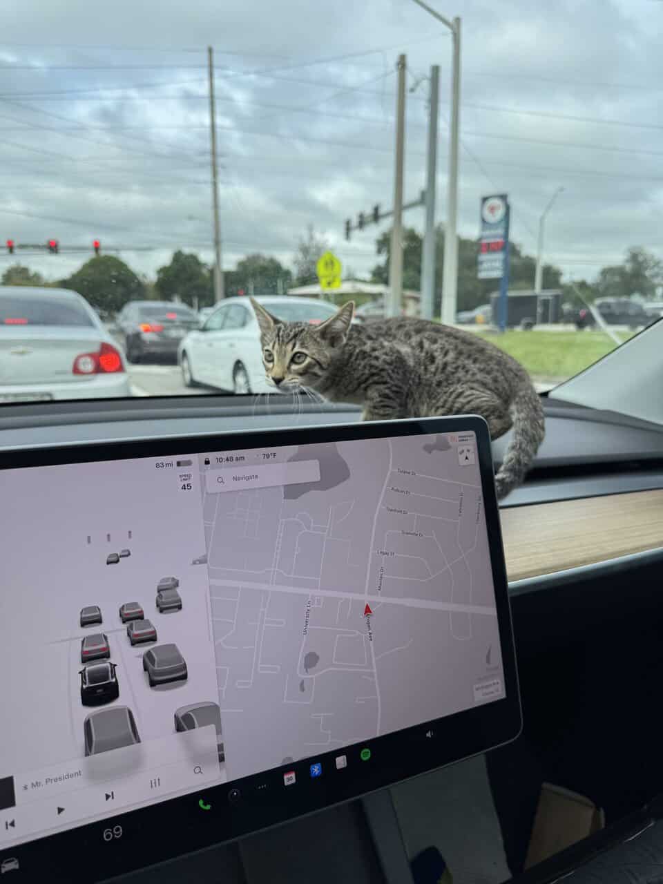 Savannah Tabby image 5