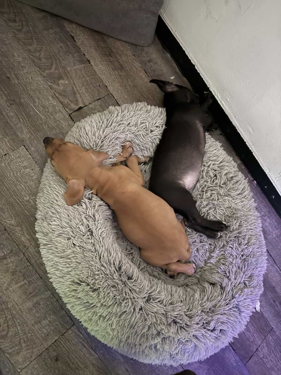 Pitpull puppies image 2