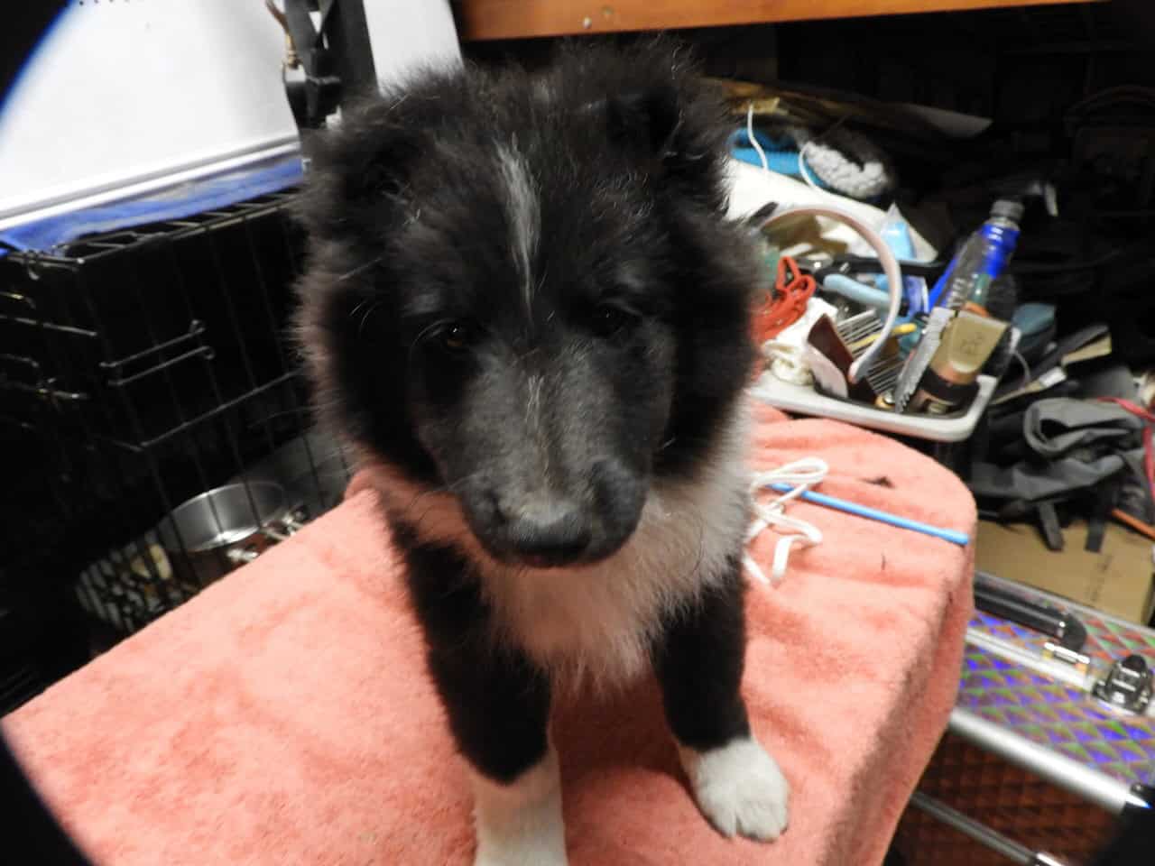 AKC registered Sheltie puppies image 9