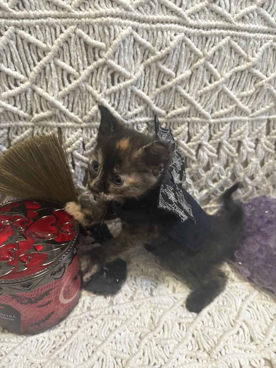 Kittens! image 3
