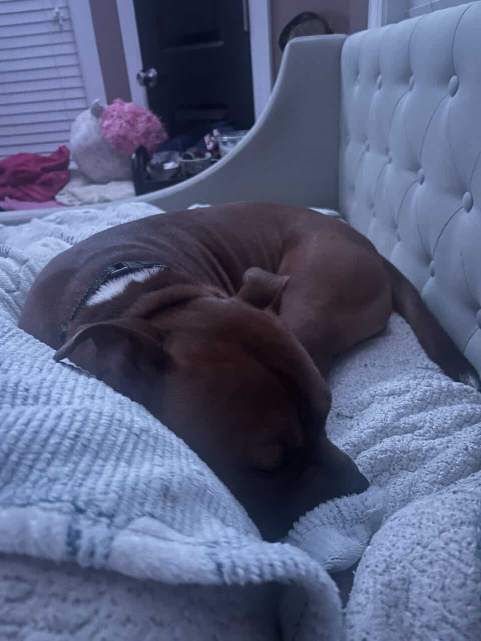 Boxer mix image 3