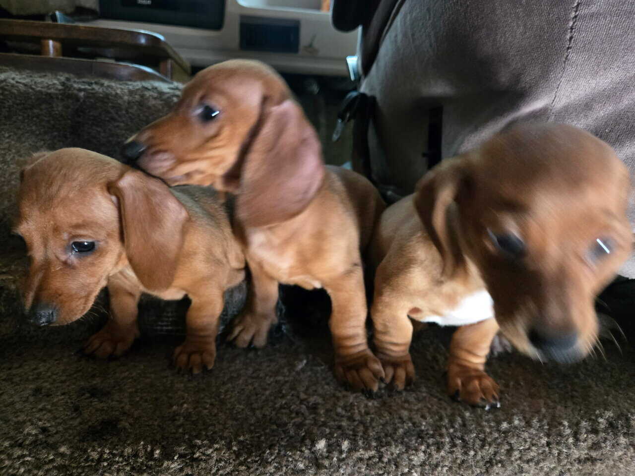 Miniature Dachshund Puppies image 4