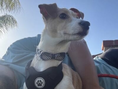 Jack Russell Chihuahua