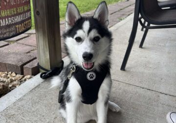 Husky puppy