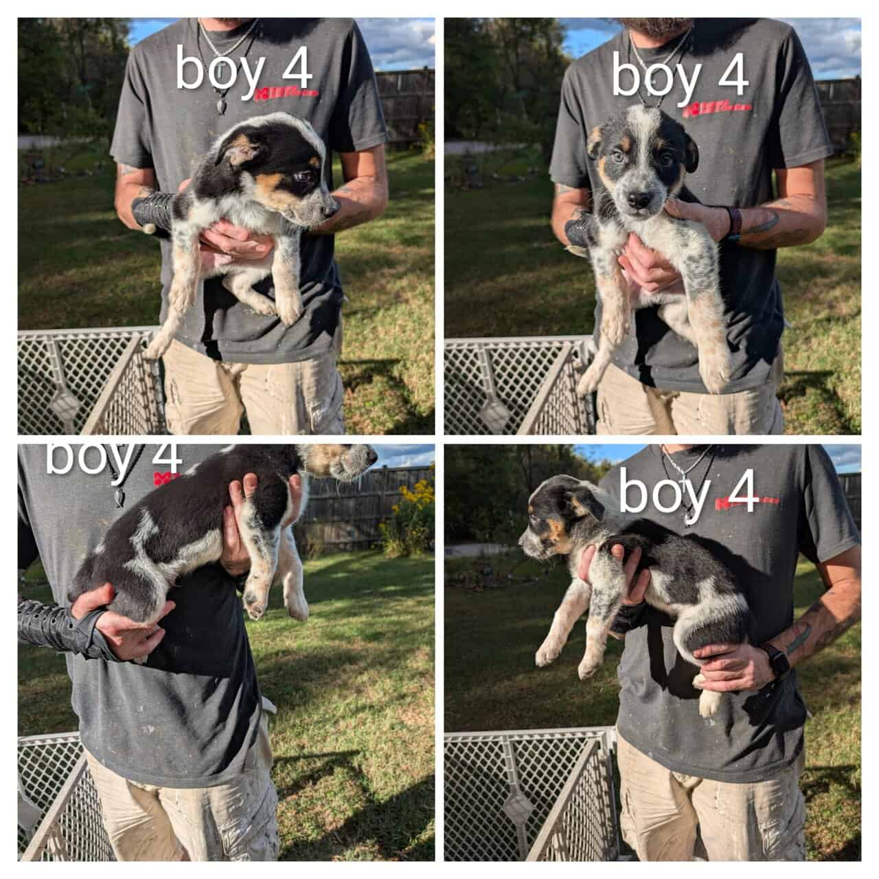 Texas heeler puppies image 5