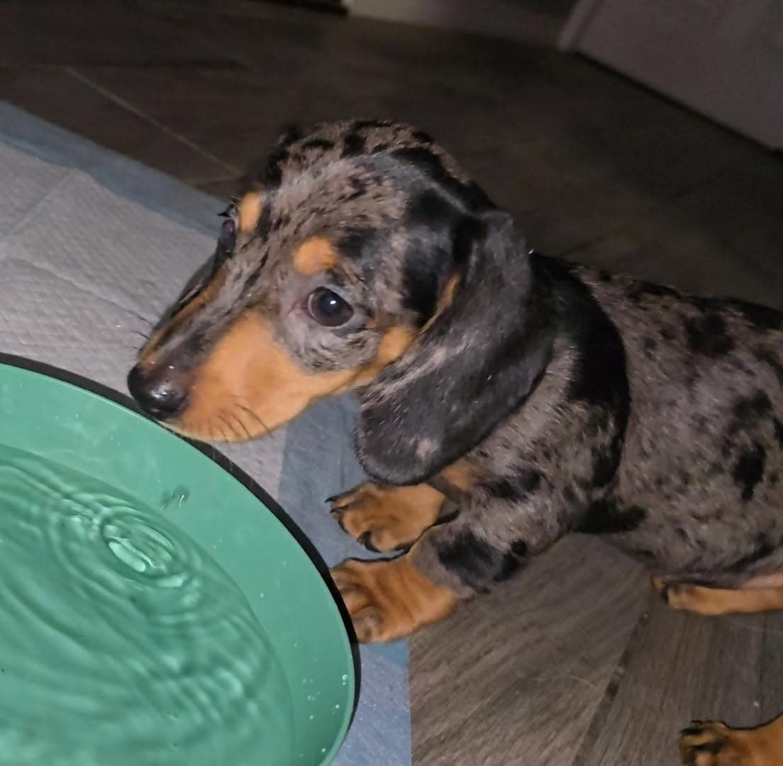 Mini dachshund for sale image 1