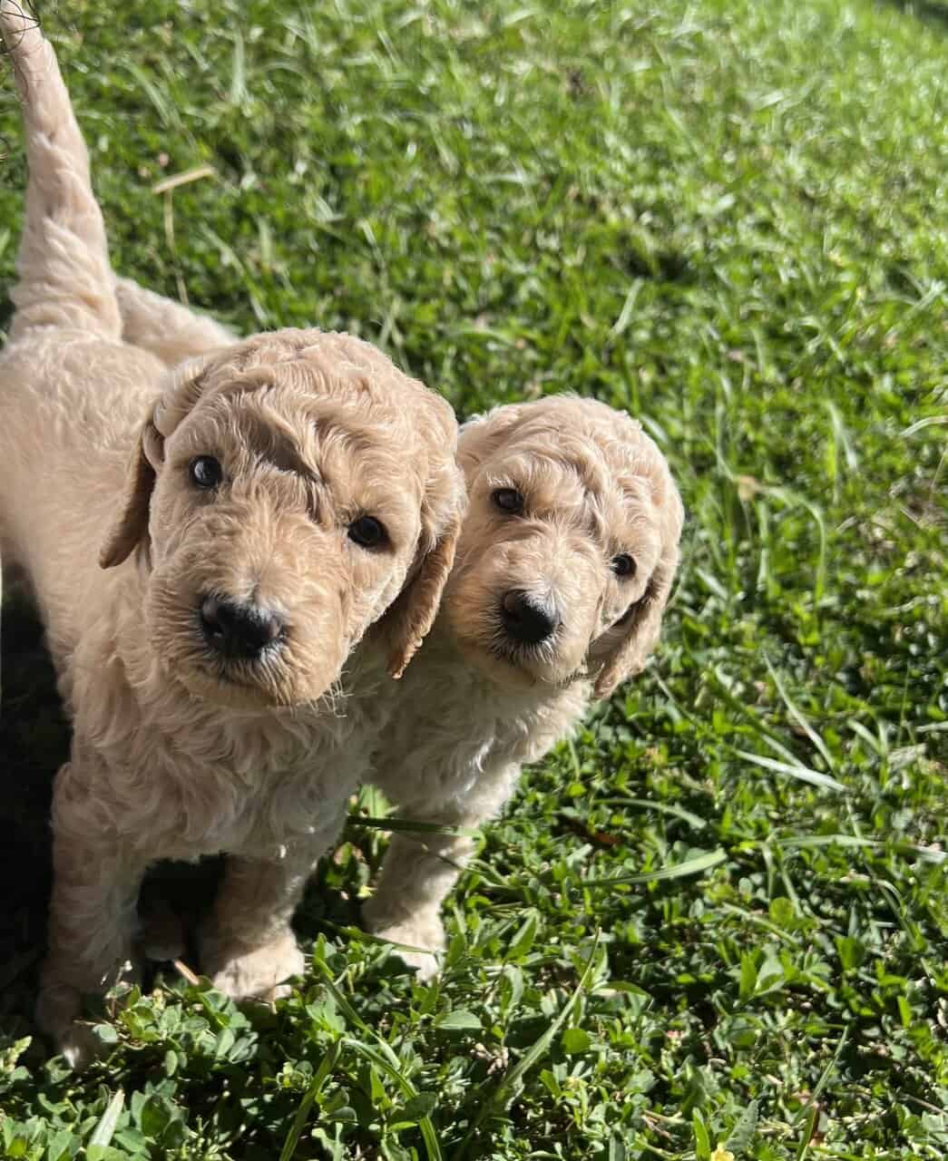 Labradoodle F1b puppies image 14