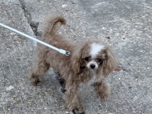 Sandy – Brown and white Maltipoo