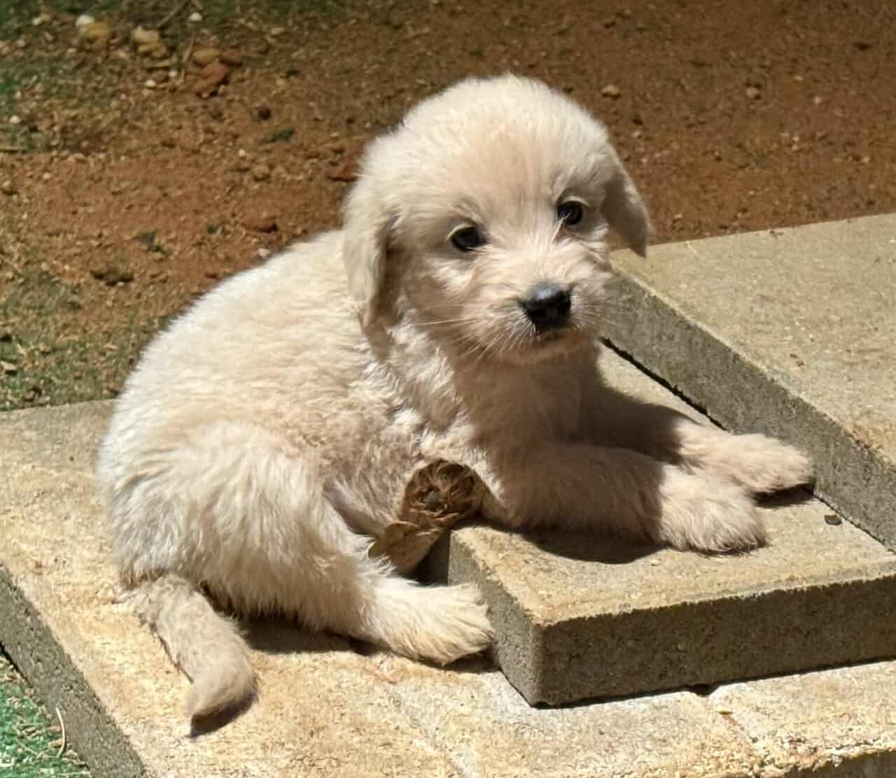 F1 Goldendoodle Puppies image 3
