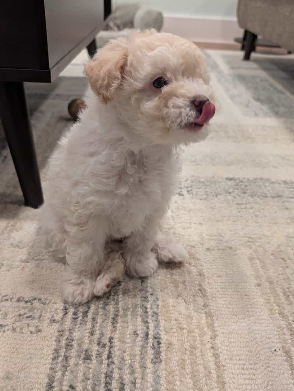Miniature Aussiedoodles image 18