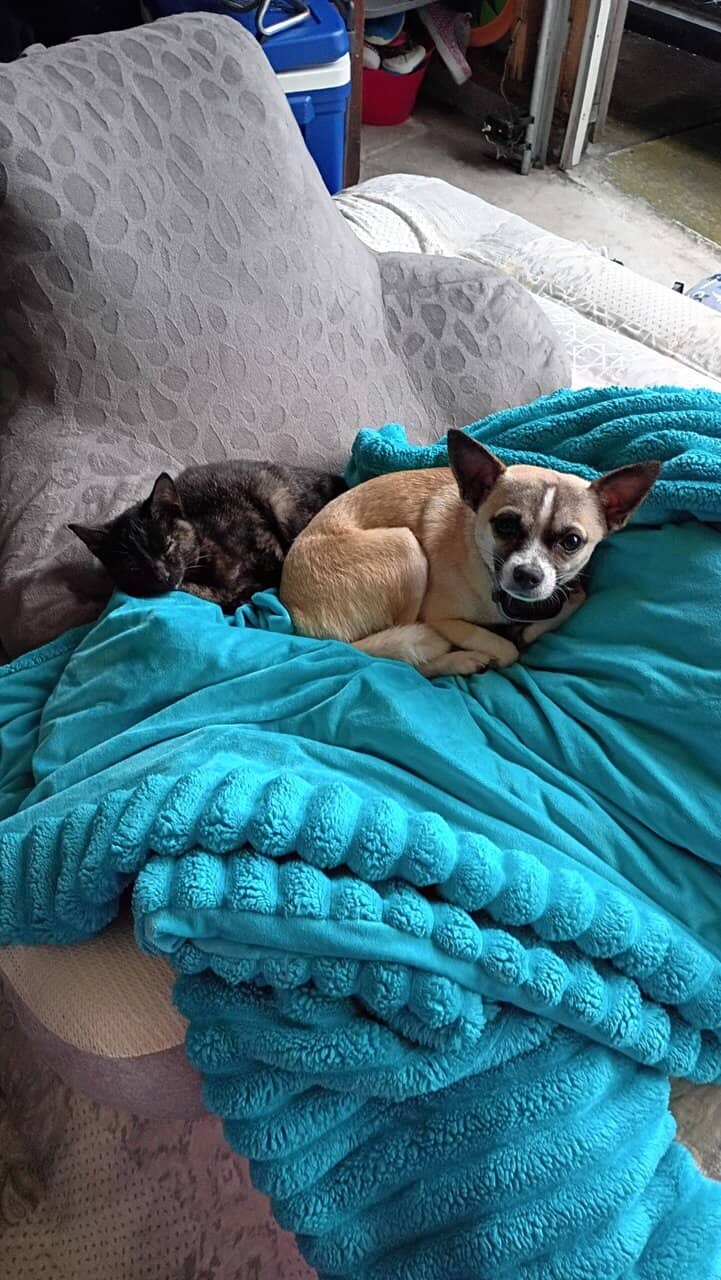 Deerhead Chihuahua 1 yr. Old Male (Boochie) | PetClassifieds.com