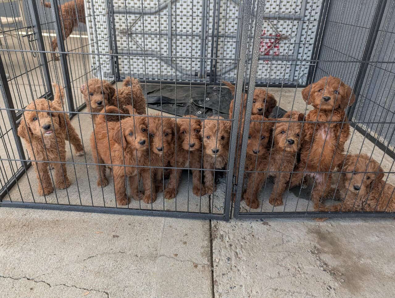 Double doodle puppies image 5