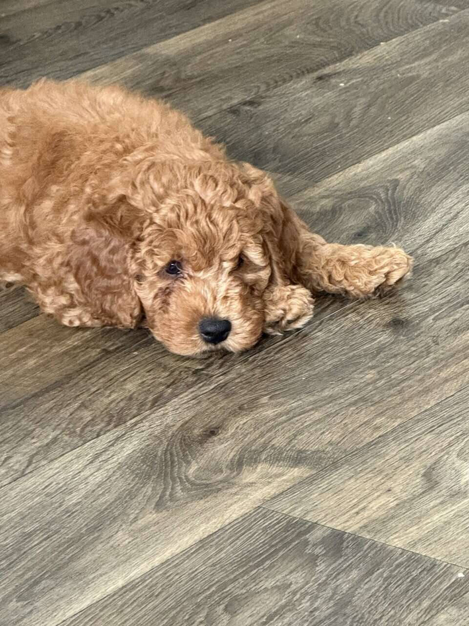 Mini Goldendoodle puppies image 3