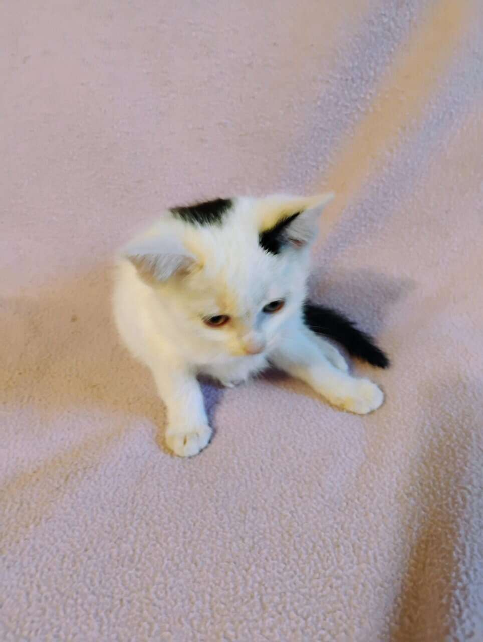 Kittens image 3