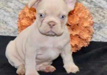 Dillon Male French Bulldog