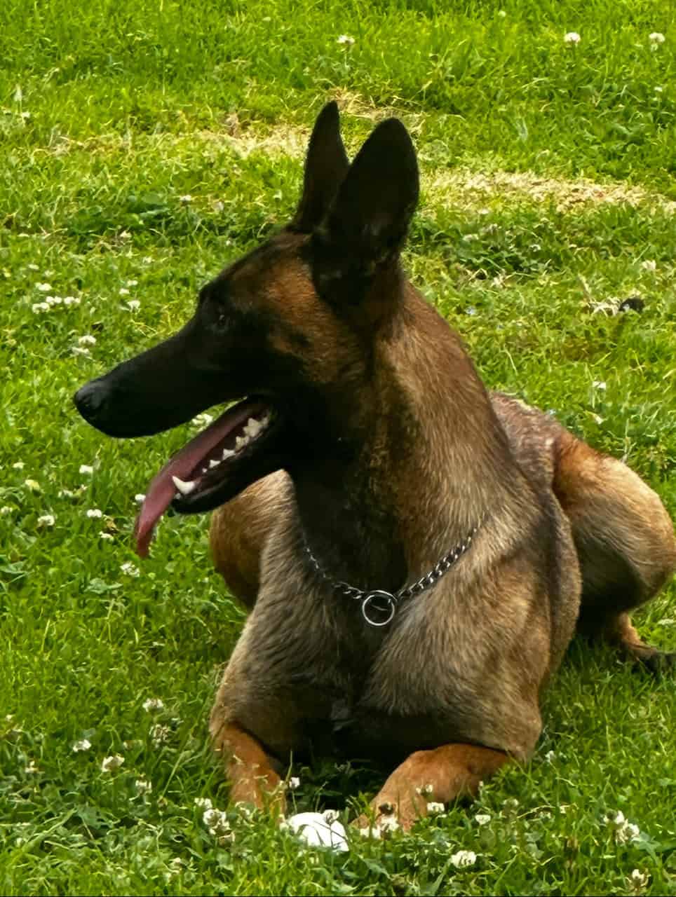 German shepherd Belgian malinois puppies for sale image 15