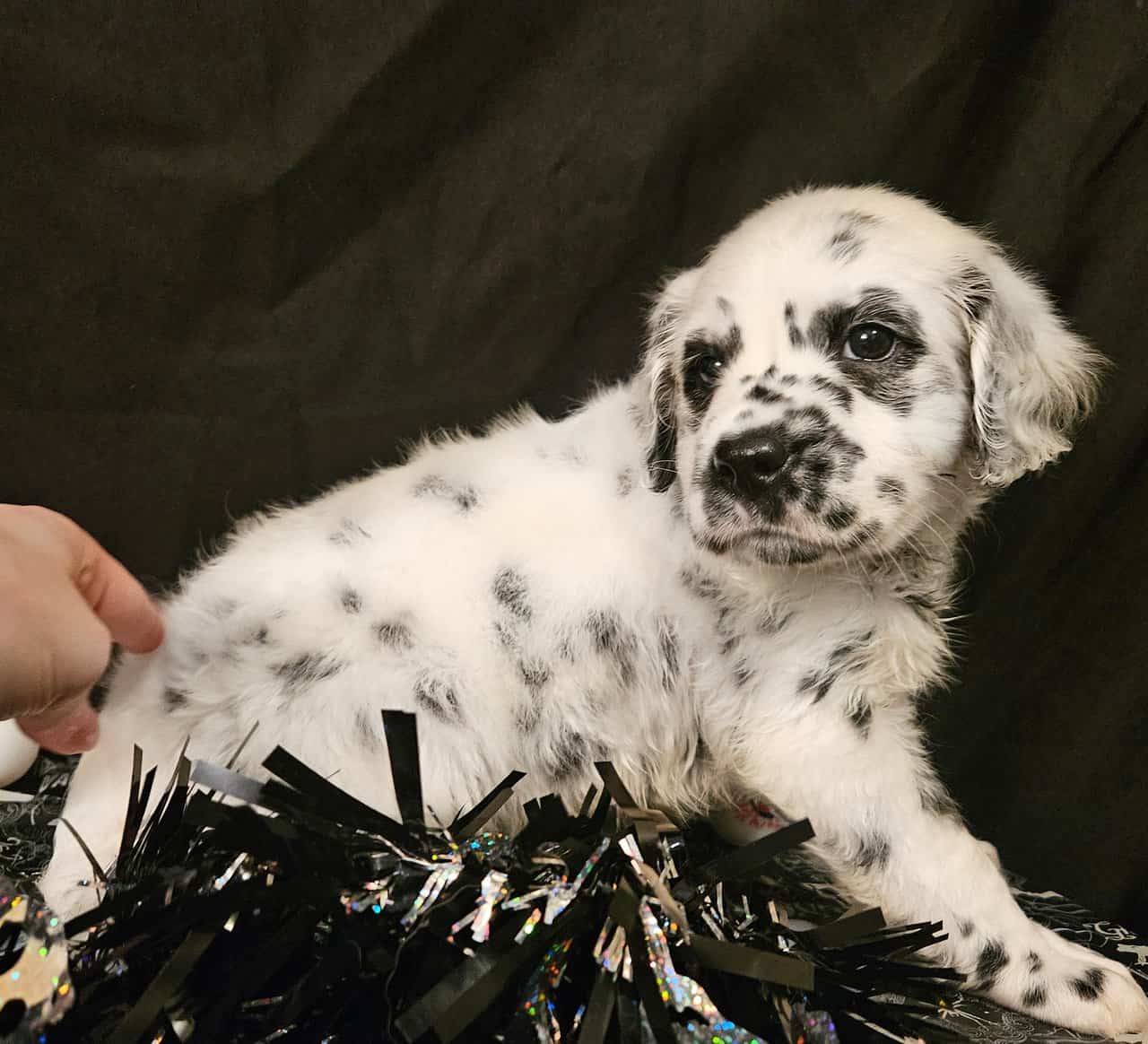 Dalmatian puppies image 7