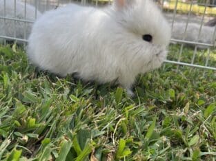 Wooly Lop (Jersey Wooly/Holland Lop mix) 2