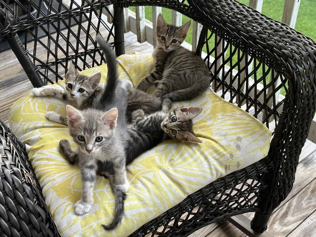 Tabby Kittens! image 3