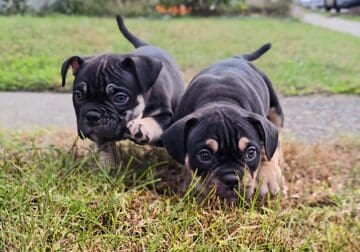 Bully puppies