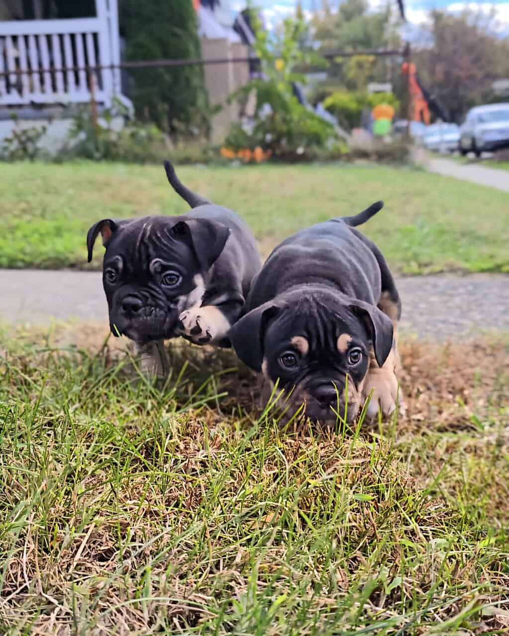 Bully puppies image 1