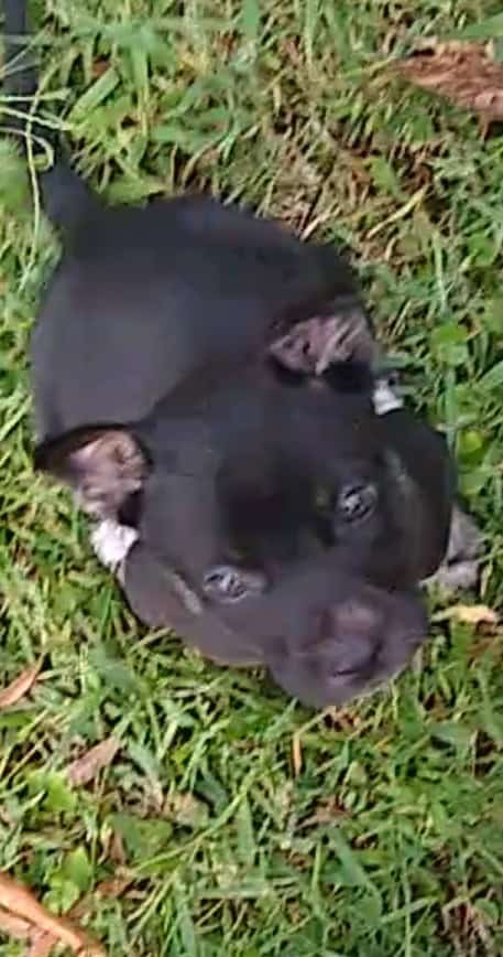 Pitbull/Husky Puppies image 3