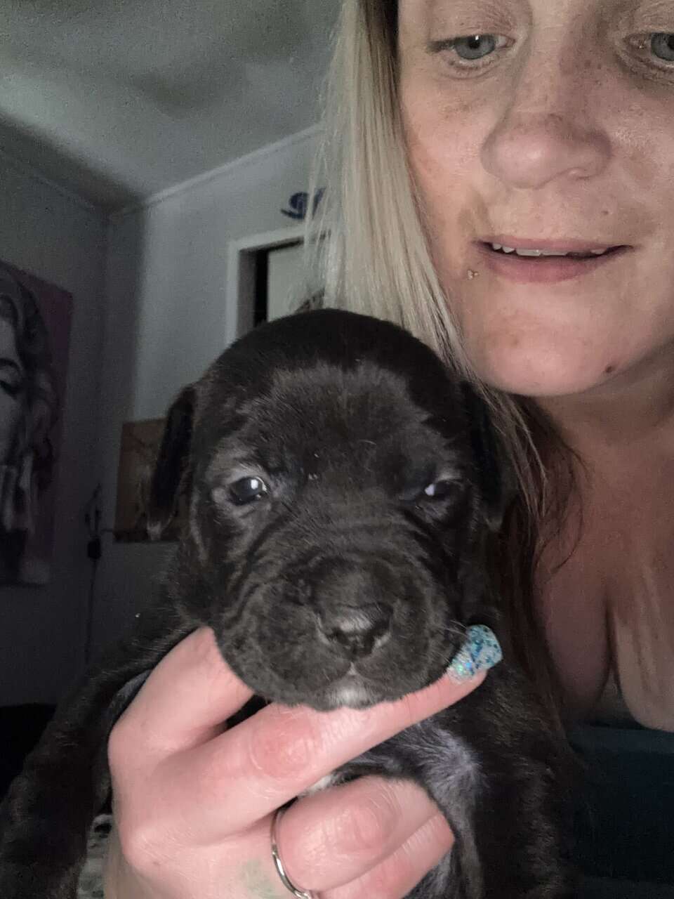 Lab and put puppys image 7
