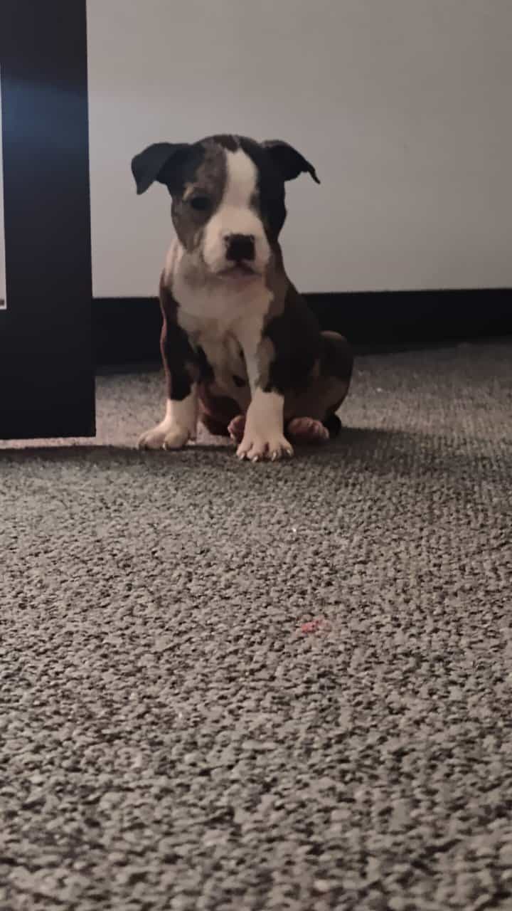 Exotic Pitbull/American Bully image 6