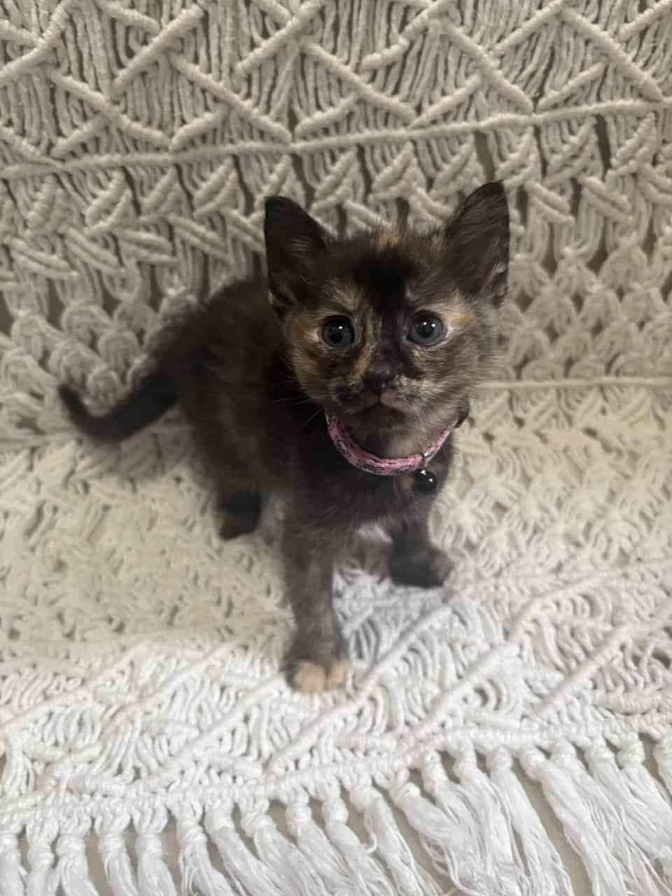 Kittens! image 10