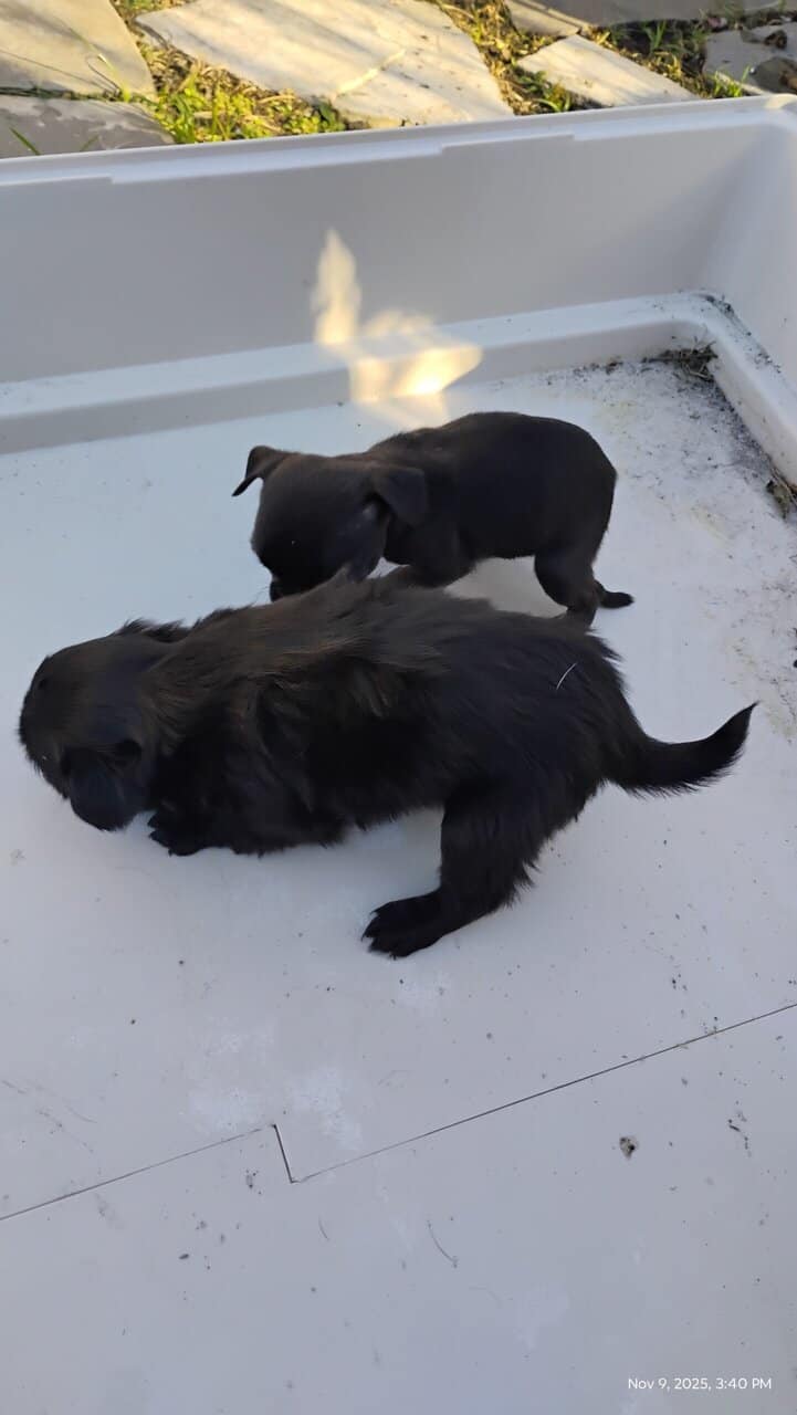 Pug puppies image 19