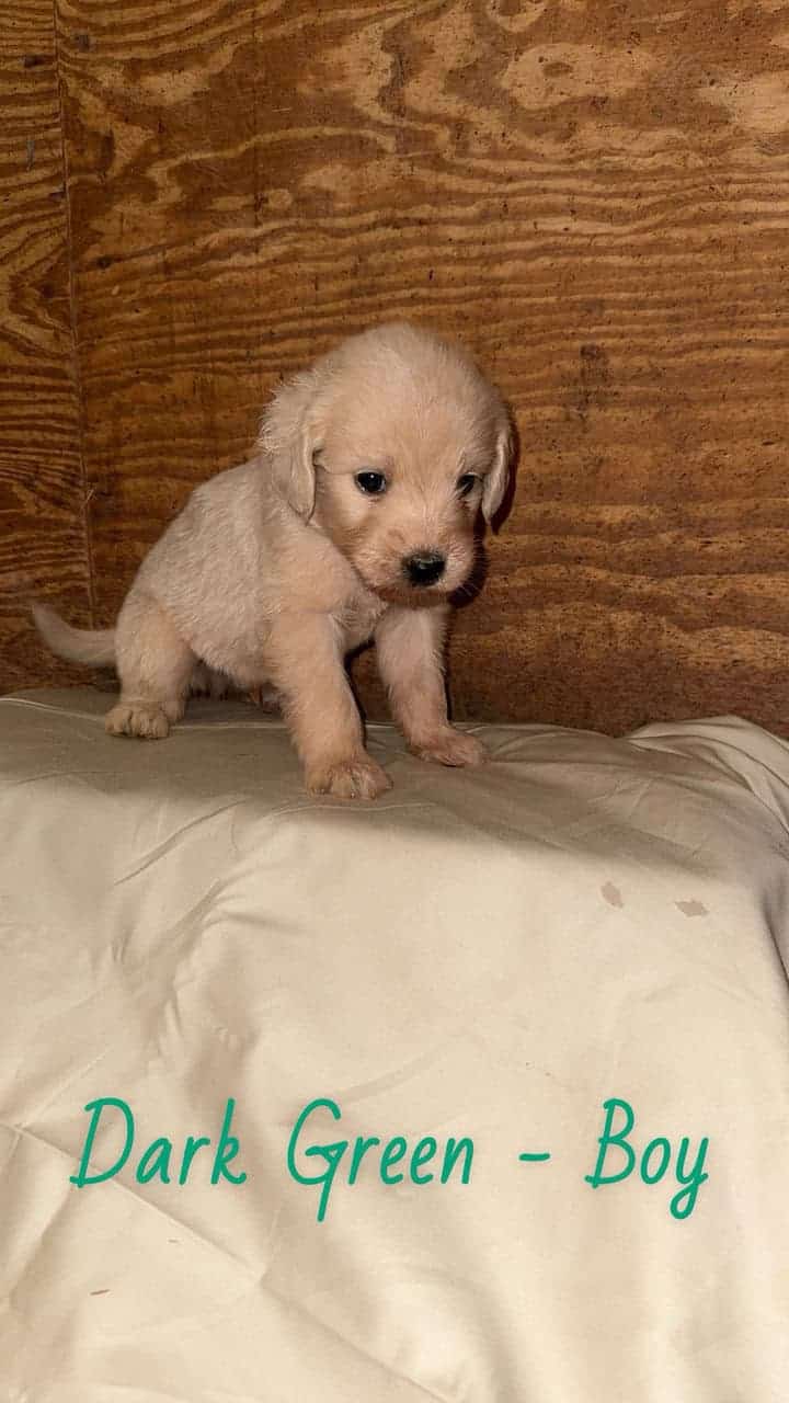 F1 Goldendoodle Puppies image 10